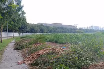 Gamuda Land mở bán dự án Diamond Alnata khi chưa được cấp phép?