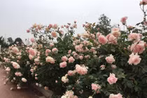 Vườn hồng "cả trời thương nhớ" của mẹ 7X như gái đôi mươi