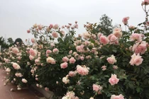 Vườn hồng "cả trời thương nhớ" của mẹ 7X như gái đôi mươi