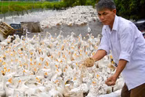 "Chúa vịt" đất Bắc sản xuất trứng sạch: Mỗi ngày nhặt... cả tải tiền