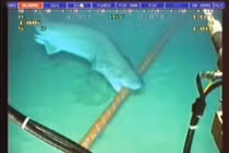 10 sự thật về cáp mạng vượt đại dương