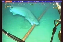 10 sự thật về cáp mạng vượt đại dương