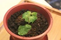 Quán cà phê độc nhất Sài Gòn, cho khách ăn chậu cây