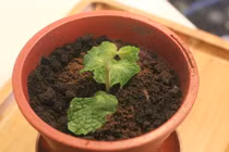 Quán cà phê độc nhất Sài Gòn, cho khách ăn chậu cây