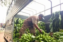 Thương lái Trung Quốc "giở trò", nông dân Đồng Nai "trượt vỏ chuối"