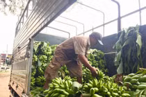 Thương lái Trung Quốc "giở trò", nông dân Đồng Nai "trượt vỏ chuối"