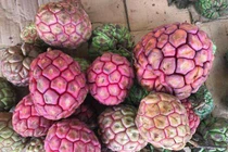 Na rừng "khủng" nặng tới 4kg tiền triệu/quả