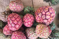 Na rừng "khủng" nặng tới 4kg tiền triệu/quả