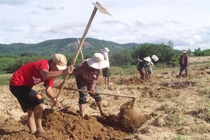 Săn đặc sản “ông ăn bà vui” mập nung núc, vàng óng