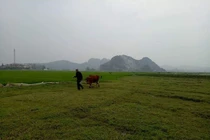 Trâu bò ăn cỏ phải đóng phí: Hoàn trả tiền cho dân trước 30/4