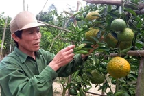 Cam đặc sản đất Bắc hốt bạc ở Tây Nguyên