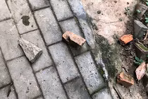 Không chịu nhảy, kangaroo bị du khách ném đá đến chết