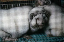 "Cáo yêu tinh" được vỗ béo gấp 5 lần bình thường để lấy lông