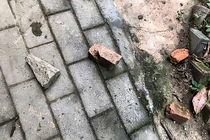 Không chịu nhảy, kangaroo bị du khách ném đá đến chết