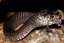 “Khách sạn” cho rắn độc nhất vô nhị ở miền Tây