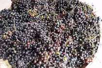 Nho rừng Tây Bắc đắt như nho Mỹ: Dân Hà thành tranh mua