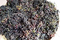 Nho rừng Tây Bắc đắt như nho Mỹ: Dân Hà thành tranh mua