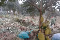 Vườn mít Thái quả đẹp mê hồn bên hồ Núi Cốc