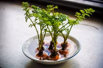 Trồng 10 loại rau, củ, quả chỉ bằng...1 cốc nước