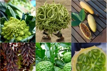 Kỳ thú 6 loại quả mang dáng vẻ ngoài hành tinh