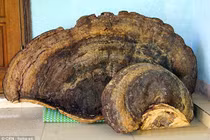 Báo ngoại choáng với nấm linh chi khủng ở Nghệ An