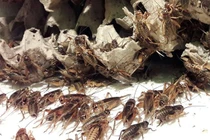 Hốt 1 triệu đồng/ngày nhờ nuôi con "kêu rỉ rả cả đêm"