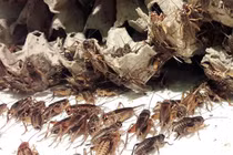 Hốt 1 triệu đồng/ngày nhờ nuôi con "kêu rỉ rả cả đêm"