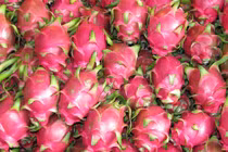 Thanh long tươi đầu tiên của Việt Nam ra sạp tại Australia