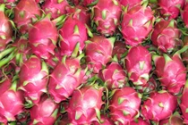 Thanh long tươi đầu tiên của Việt Nam ra sạp tại Australia