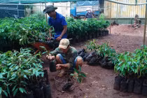 Đổ xô trồng "cây tiền tỷ" sầu riêng, nguy cơ dính “sầu chung”