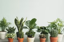 Chọn cây cảnh để bàn phù hợp giúp nhà thêm đẹp, gặp nhiều thuận lợi