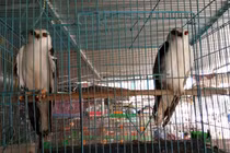 Cận Tết, dân Sài Thành “săn” chim trời làm đặc sản ăn tất niên