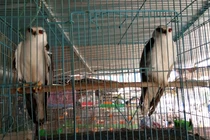Cận Tết, dân Sài Thành “săn” chim trời làm đặc sản ăn tất niên
