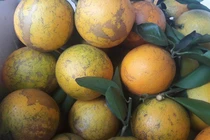 Lòng vàng - giống cam Đệ nhất thủ phủ cam Hòa Bình ngon ra sao?