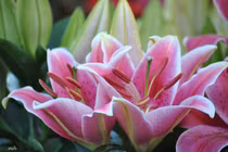 Những sản phẩm được lùng nhiều nhất Tết Bính Thân