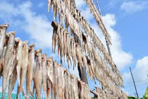 Về Cà Mau xem nghề khô cá truyền thống "hốt bạc"