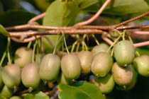 Phát sốt kiwi bé như quả nho, giá triệu đồng/kg, chị em tranh nhau mua