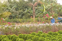 Hoa giấy gây ung thư: Tin thất thiệt, gây họa cho dân