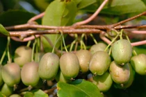 Phát sốt kiwi bé như quả nho, giá triệu đồng/kg, chị em tranh nhau mua