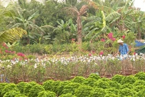 Hoa giấy gây ung thư: Tin thất thiệt, gây họa cho dân