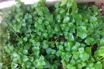 Rau dại “thần dược” đắt hơn thịt: Dân Việt đua nhau trồng