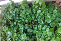 Rau dại “thần dược” đắt hơn thịt: Dân Việt đua nhau trồng