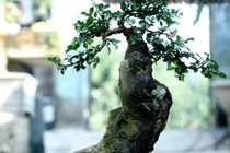 Ngắm loạt cây duối bonsai trấn phong thủy đẹp hút mắt