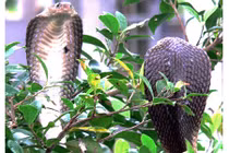 Bí ẩn 40 năm trong trại rắn độc lớn nhất Việt Nam