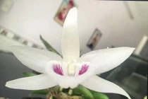 Giò lan 7 tỷ đồng: Chiêu thổi giá hay sự đam mê?