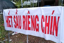 Thực hư về sầu riêng ăn trả hạt giá 15.000 đồng/kg