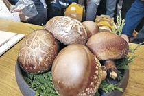  6 cái nấm hương có giá trên trời... 35 triệu đồng