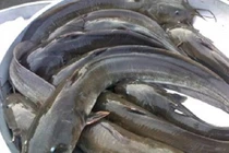 Kiếm tiền triệu mỗi đêm nhờ câu cá ngát trên sông