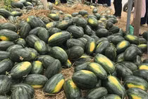 8.000 đồng/kg: Dân Hà Nội chen nhau "giải cứu" dưa hấu