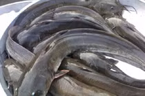 Kiếm tiền triệu mỗi đêm nhờ câu cá ngát trên sông